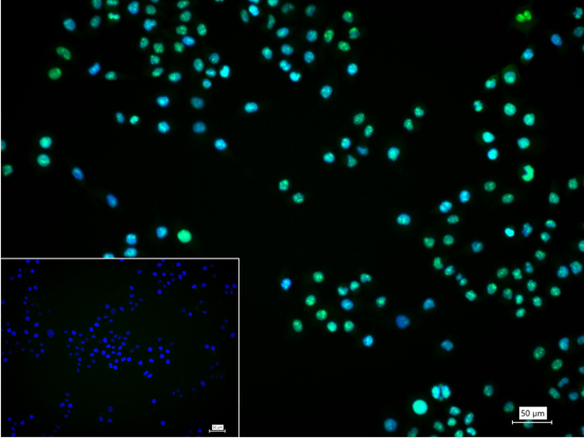 HMGB1 Antibody in Immunocytochemistry (ICC/IF)