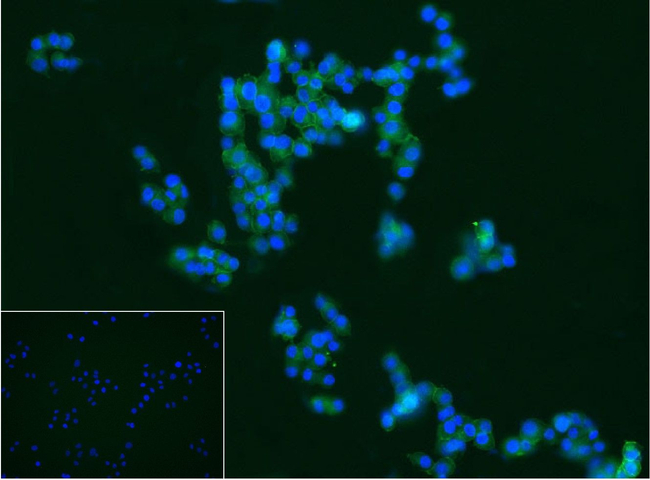 NGFR Antibody in Immunocytochemistry (ICC/IF)
