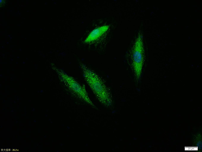 ERK1/2 Antibody in Immunocytochemistry (ICC/IF)