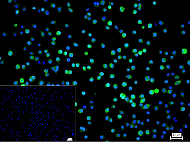 GAPDH Antibody in Immunocytochemistry (ICC/IF)