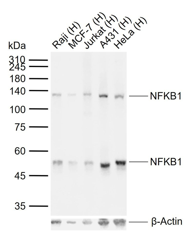 NFkB p50/p105 Antibody in Western Blot (WB)