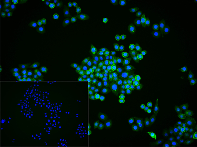 EGFR Antibody in Immunocytochemistry (ICC/IF)