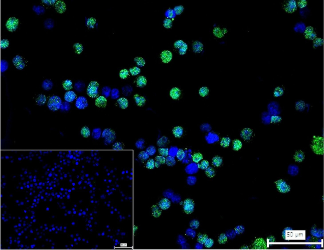 ERG Antibody in Immunocytochemistry (ICC/IF)