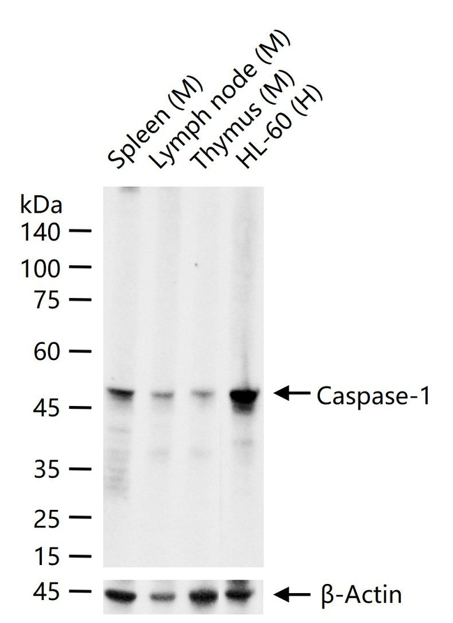 Caspase 1 Antibody in Western Blot (WB)