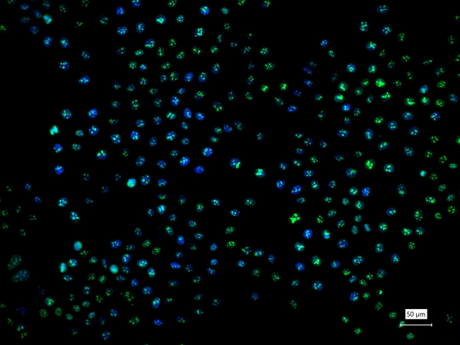 Ki-67 Antibody in Immunocytochemistry (ICC/IF)