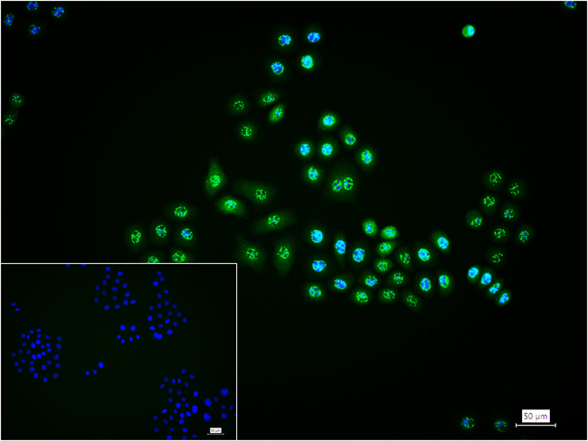 Phospho-JNK1/JNK2/JNK3 (Thr183, Thr221) Antibody in Immunocytochemistry (ICC/IF)
