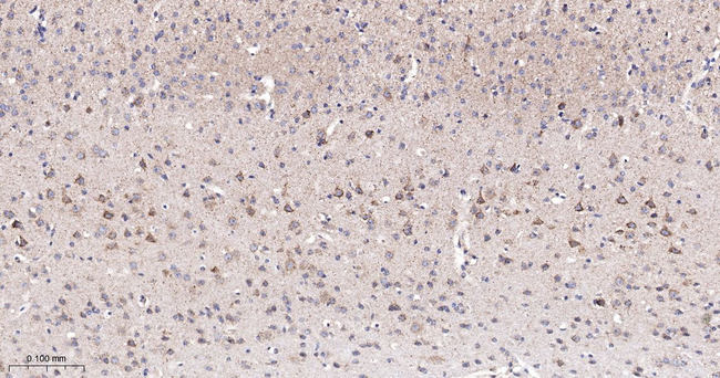 SGK1 Antibody in Immunohistochemistry (Paraffin) (IHC (P))
