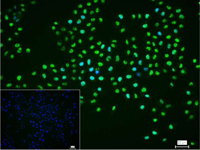 Ku80 Antibody in Immunocytochemistry (ICC/IF)