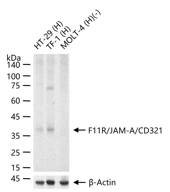 JAM-A (CD321) Antibody in Western Blot (WB)