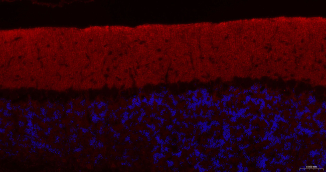 GAP43 Antibody in Immunohistochemistry (Paraffin) (IHC (P))