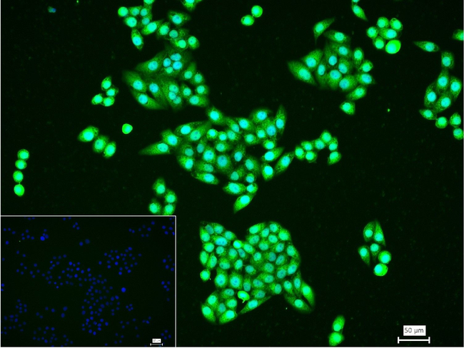 HES1 Antibody in Immunocytochemistry (ICC/IF)