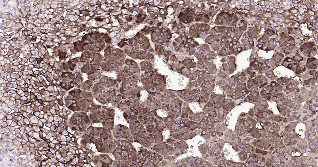 Tyrosine Hydroxylase Antibody in Immunohistochemistry (Paraffin) (IHC (P))