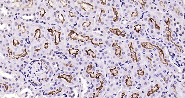 ACE2 Antibody in Immunohistochemistry (Paraffin) (IHC (P))