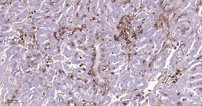 CD13 Antibody in Immunohistochemistry (Paraffin) (IHC (P))