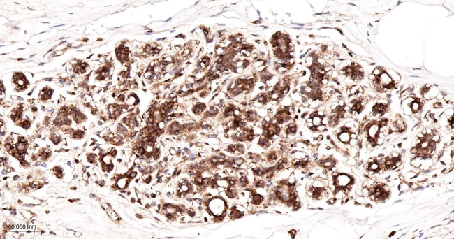 Calnexin Antibody in Immunohistochemistry (Paraffin) (IHC (P))
