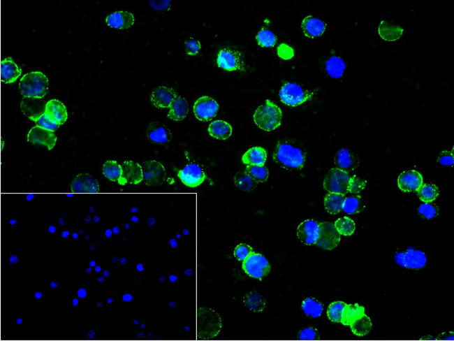 CD81 Antibody in Immunocytochemistry (ICC/IF)