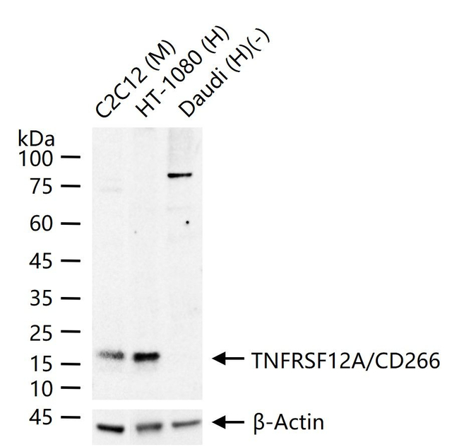 CD266 Antibody in Western Blot (WB)
