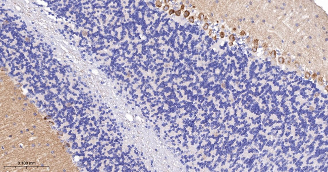 mGluR1 Antibody in Immunohistochemistry (Paraffin) (IHC (P))