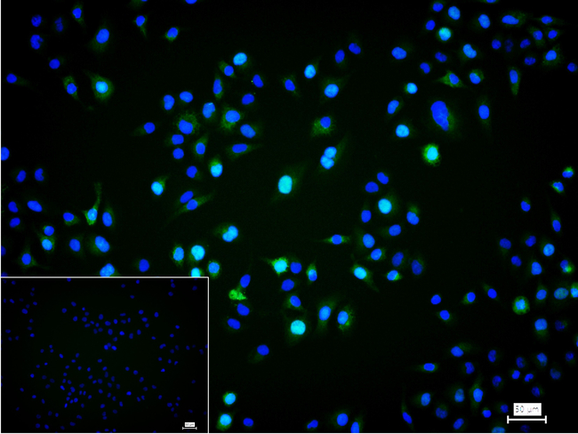 Cyclin A2 Antibody in Immunocytochemistry (ICC/IF)