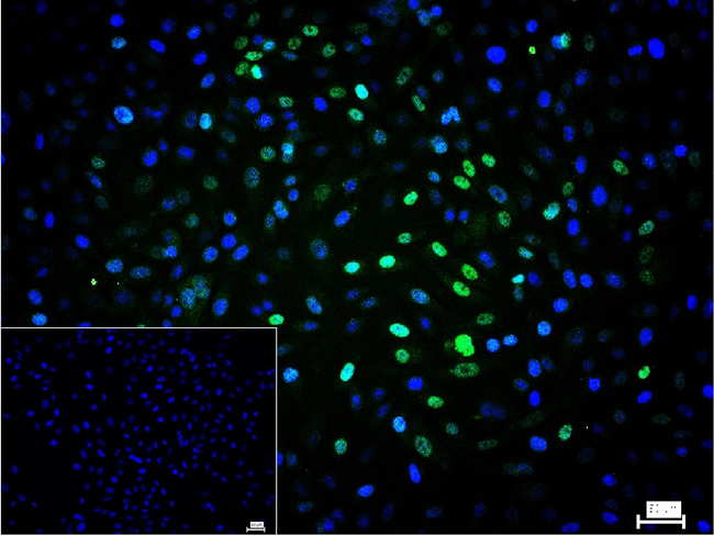 RUNX2 Antibody in Immunocytochemistry (ICC/IF)