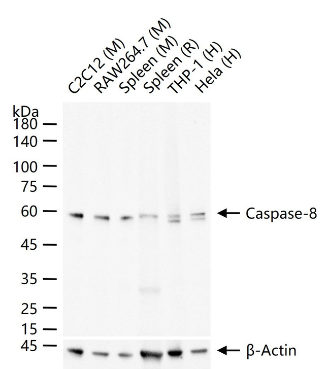 Caspase 8 Antibody in Western Blot (WB)