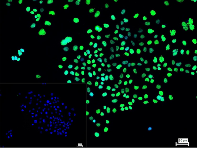 PAX8 Antibody in Immunocytochemistry (ICC/IF)