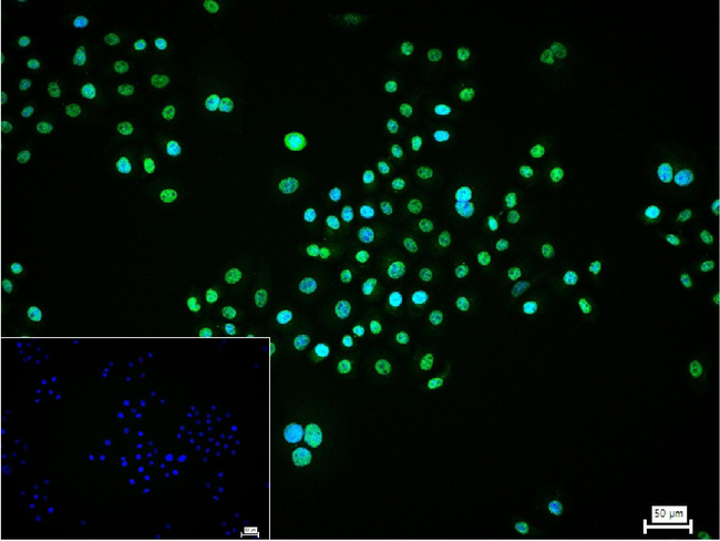 TSG101 Antibody in Immunocytochemistry (ICC/IF)