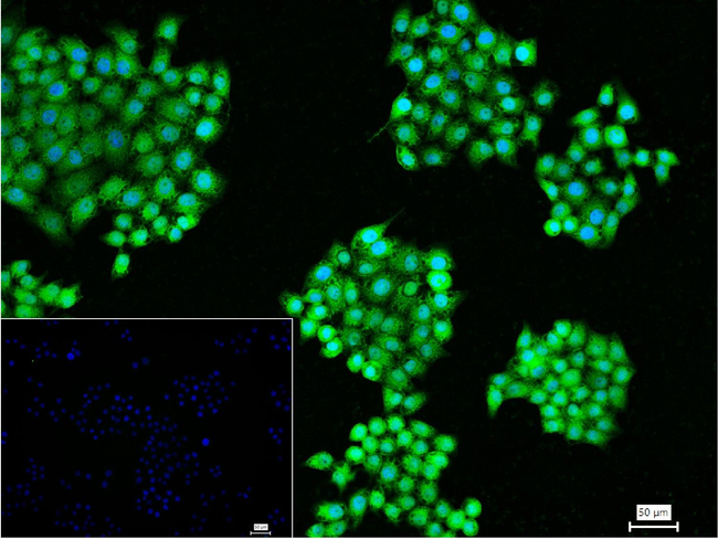 SOD1 Antibody in Immunocytochemistry (ICC/IF)