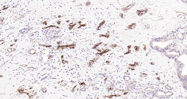 Aquaporin 1 Antibody in Immunohistochemistry (Paraffin) (IHC (P))