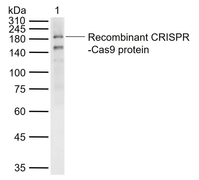 Caspase 9 Antibody in Western Blot (WB)