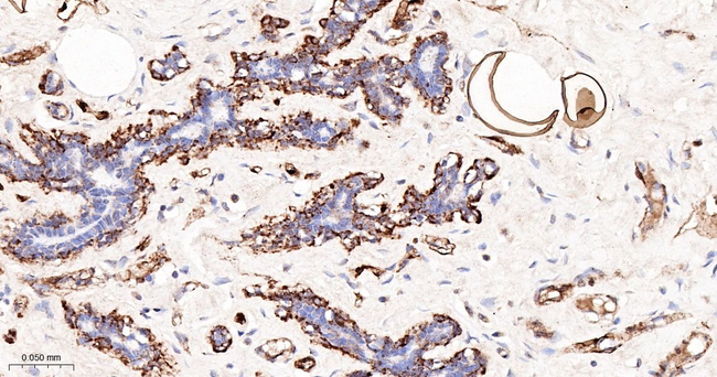 FABP4 Antibody in Immunohistochemistry (Paraffin) (IHC (P))
