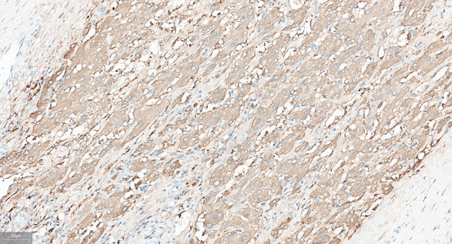 FGF21 Antibody in Immunohistochemistry (Paraffin) (IHC (P))