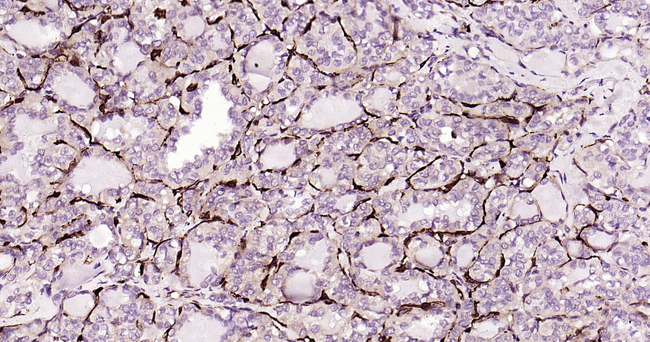 IL-4 Antibody in Immunohistochemistry (Paraffin) (IHC (P))
