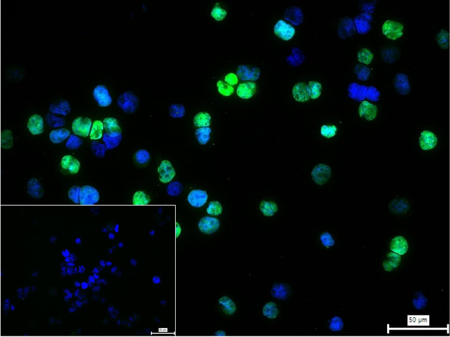 GATA1 Antibody in Immunocytochemistry (ICC/IF)