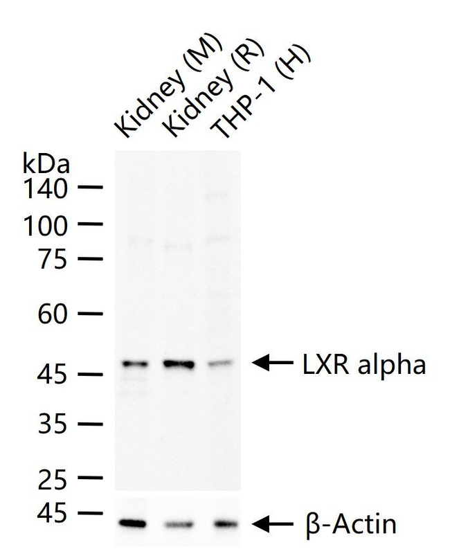 LXR alpha Antibody in Western Blot (WB)