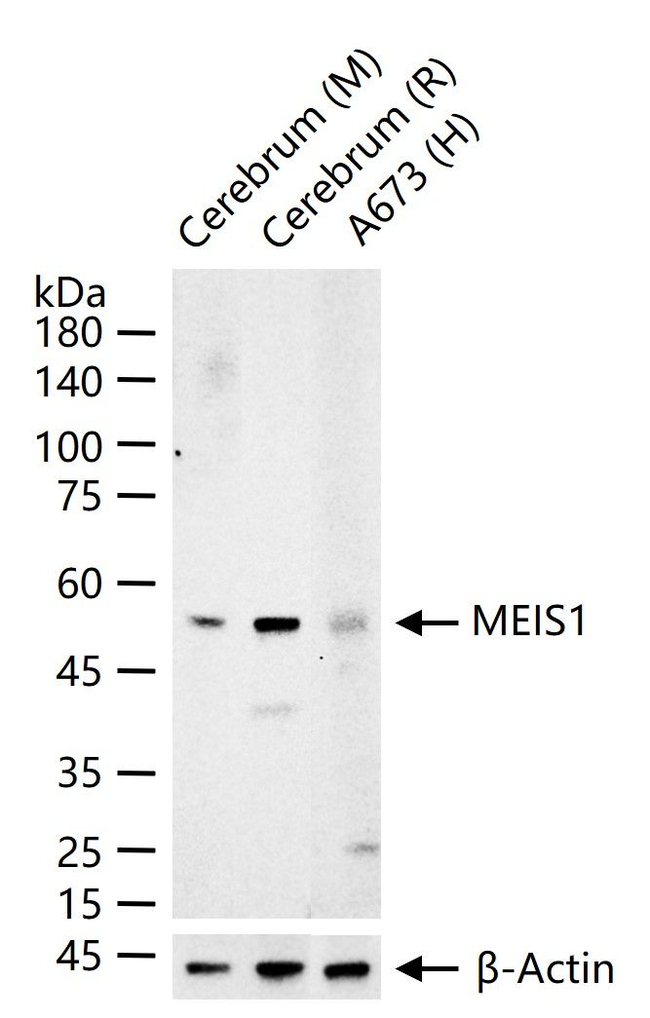 MEIS1 Antibody in Western Blot (WB)