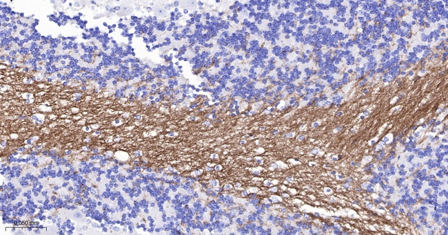 MOG Antibody in Immunohistochemistry (Paraffin) (IHC (P))