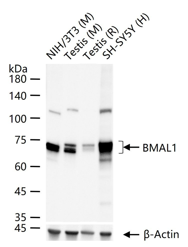 BMAL1 Antibody in Western Blot (WB)