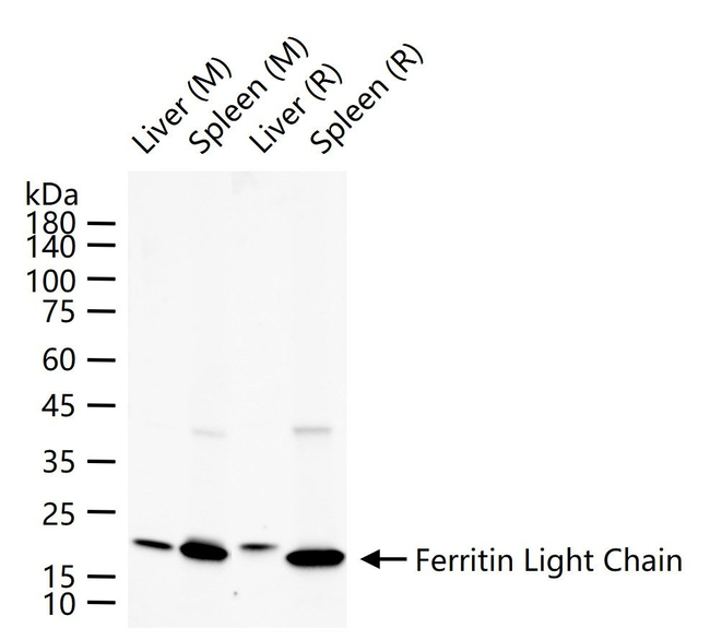 Ferritin Light Chain Antibody in Western Blot (WB)