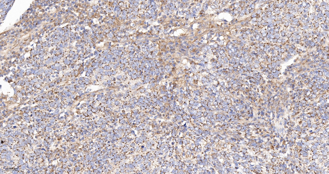 Citrate Synthase Antibody in Immunohistochemistry (Paraffin) (IHC (P))