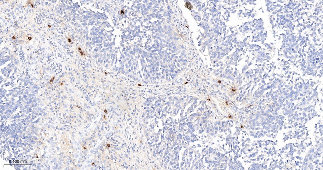 Mast Cell Chymase Antibody in Immunohistochemistry (Paraffin) (IHC (P))