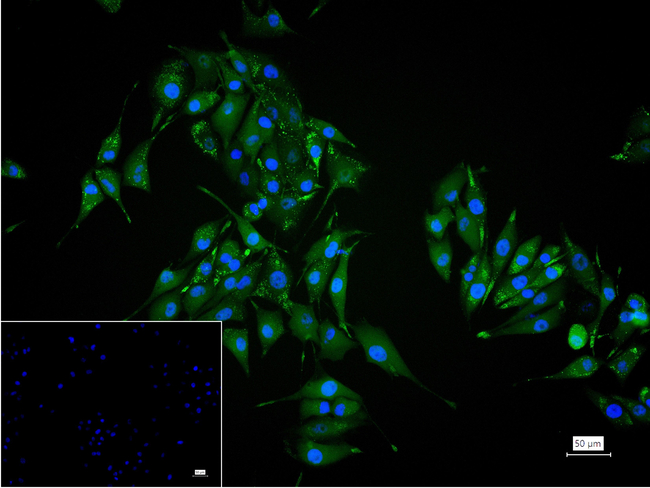 alpha Synuclein Antibody in Immunocytochemistry (ICC/IF)