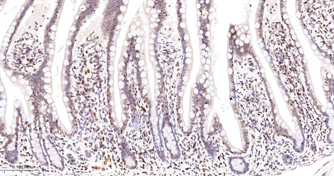 UNC84B Antibody in Immunohistochemistry (Paraffin) (IHC (P))