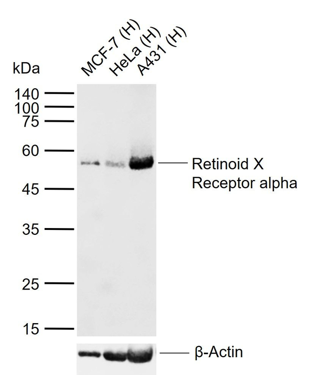 RXRA Antibody in Western Blot (WB)