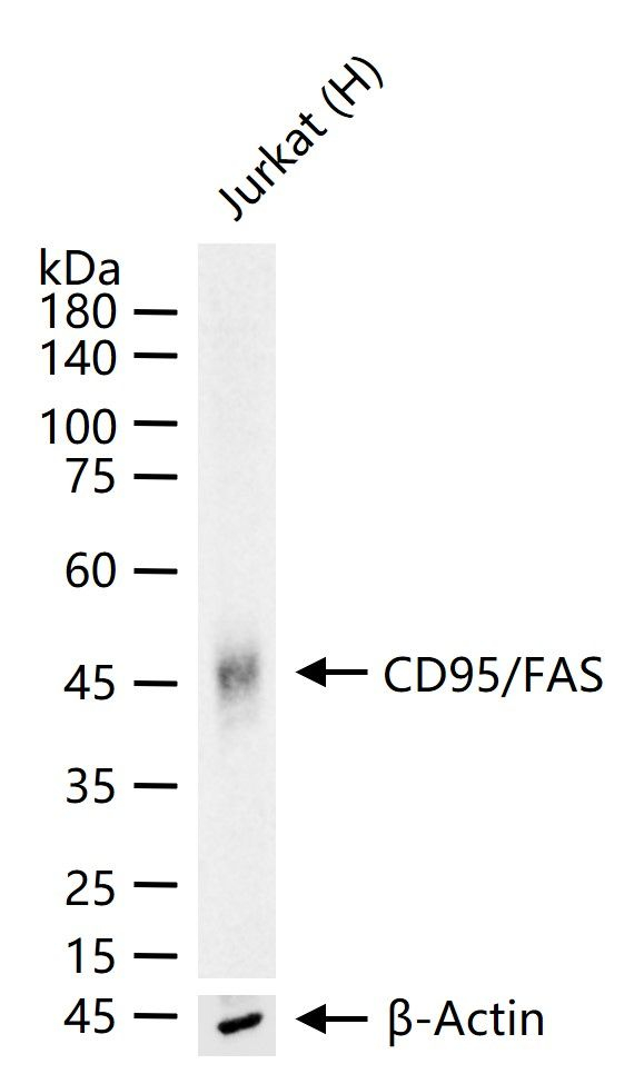FAS Antibody in Western Blot (WB)
