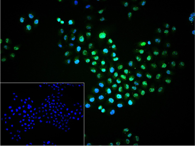 Phospho-ERK1/ERK2 (Thr202, Thr185) Antibody in Immunocytochemistry (ICC/IF)