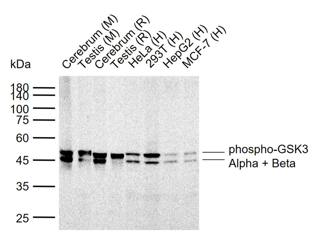 Phospho-GSK3 alpha/beta (Tyr279, Tyr216) Antibody in Western Blot (WB)