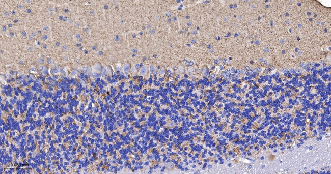 Synapsin II Antibody in Immunohistochemistry (Paraffin) (IHC (P))