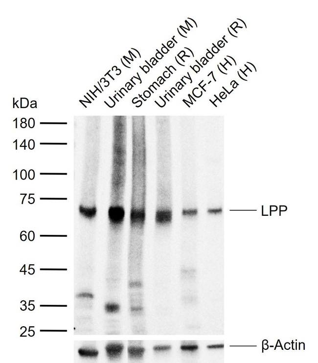 LPP Antibody in Western Blot (WB)