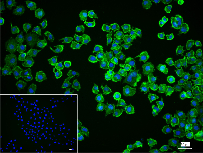 CD44 Antibody in Immunocytochemistry (ICC/IF)